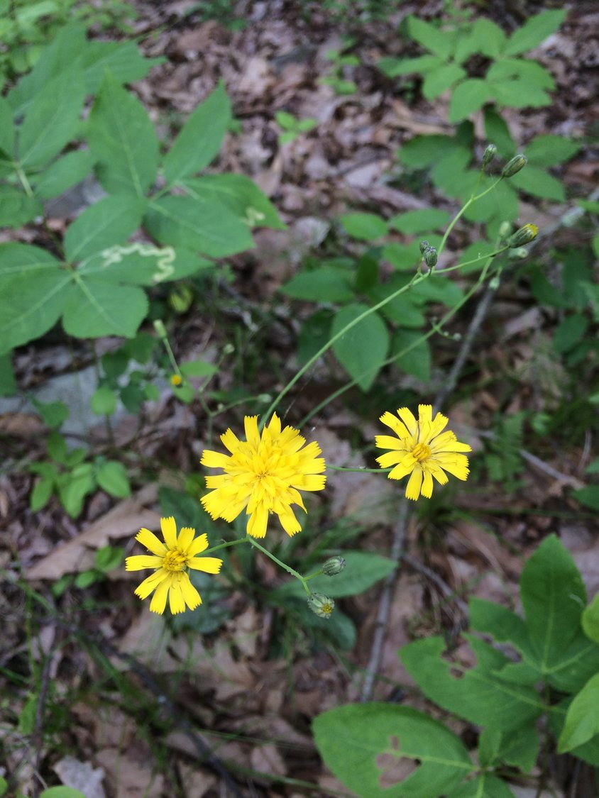 The dandelion-like flowers of rattlesnake weed emerge atop leafless stalks. This native woodland flower is thought to thrive in areas preferred by rattlesnakes.